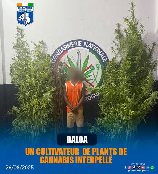 Côte d’Ivoire: Tahiraguhé secoué par une nouvelle affaire de cannabis dans le Haut-Sassandra