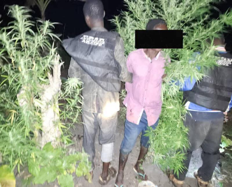 Akoupé : quand la terre nourrit le poison au lieu de nourrir les familles