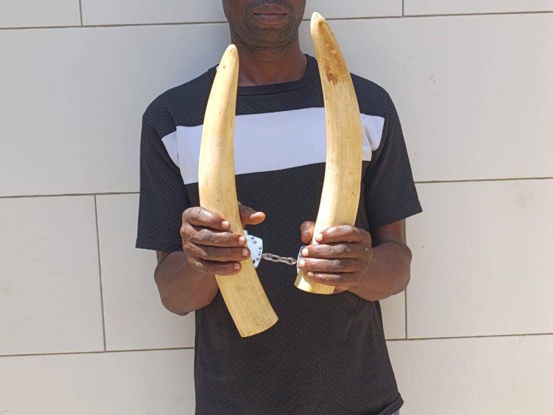 Cote d’Ivoire : un présumé trafiquant d’ivoire arrêté en plein trafic à Yopougon