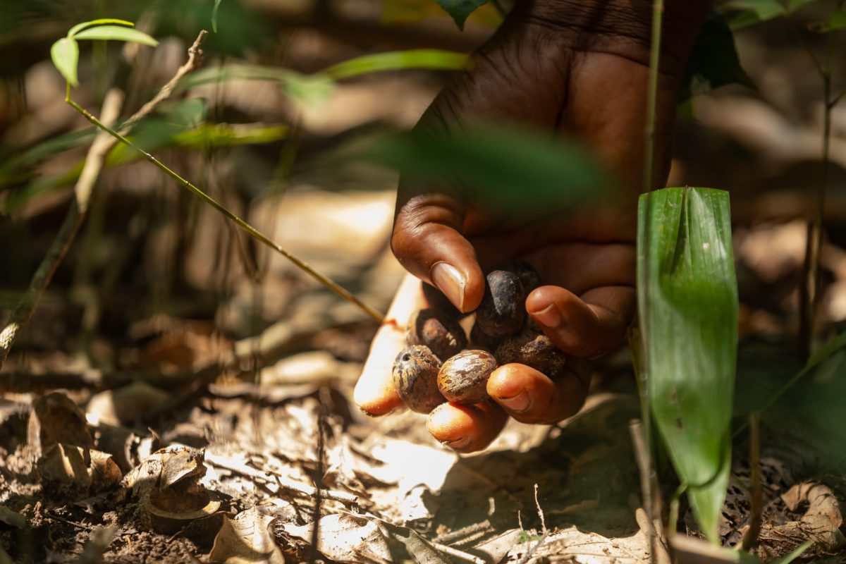 Transition énergétique : la Côte d’Ivoire au cœur d’une innovation mondiale autour des graines d’hévéa
