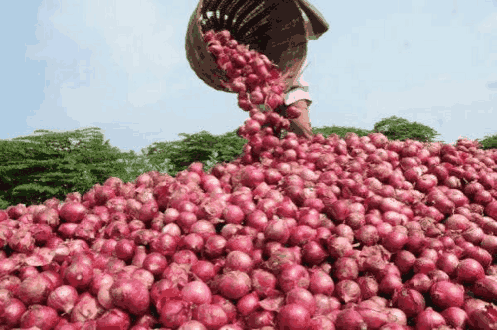 Commerce régional : le Nigeria suspend ses exportations d’oignons vers le Ghana et appelle à une médiation de la Cédéao